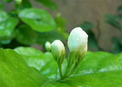 夏日 花卉 茉莉