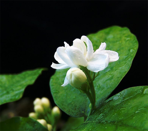夏日 花卉 茉莉