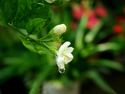 夏日 花卉 茉莉