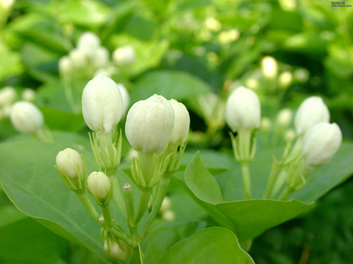 夏日 花卉 茉莉
