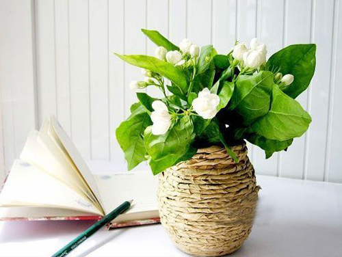 夏日 花卉 茉莉