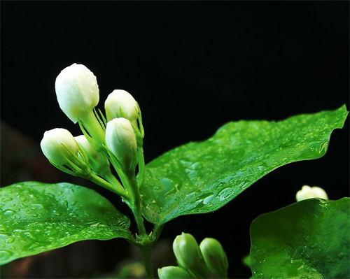 夏日 花卉 茉莉