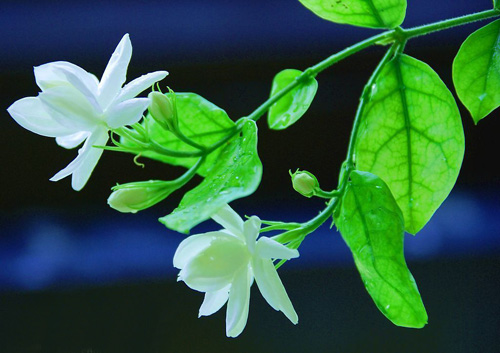 夏日 花卉 茉莉