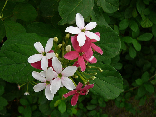 夏日 花卉 使君子