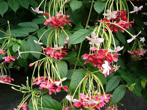 夏日 花卉 使君子