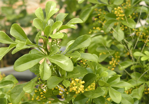 夏日 花卉 米蘭