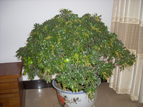 夏日 花卉 米蘭