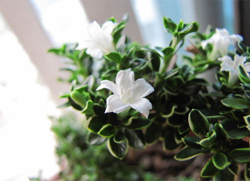 夏日 花卉 六月雪