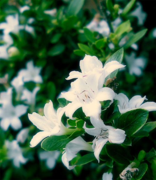 夏日 花卉 六月雪