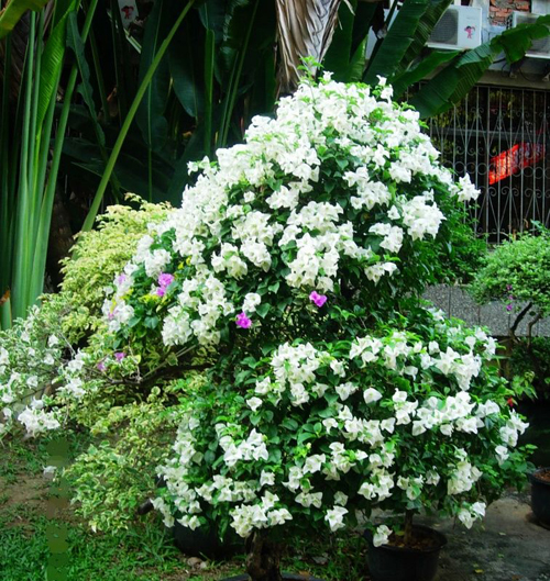 夏日 花卉 六月雪