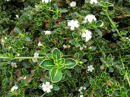夏日 花卉 六月雪