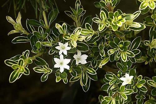 夏日 花卉 六月雪