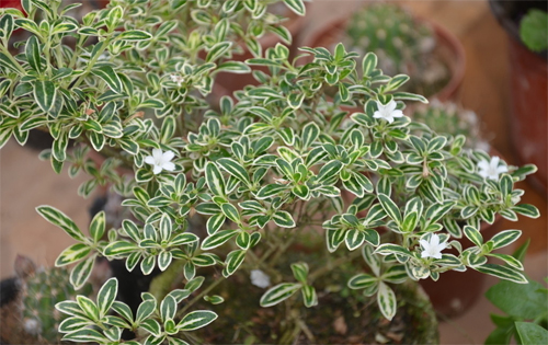 夏日 花卉 六月雪