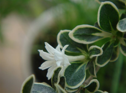 夏日 花卉 六月雪