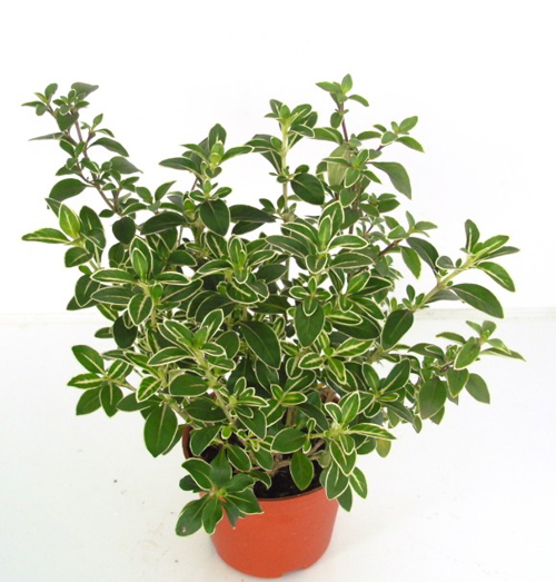 夏日 花卉 六月雪