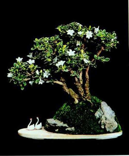 夏日 花卉 六月雪