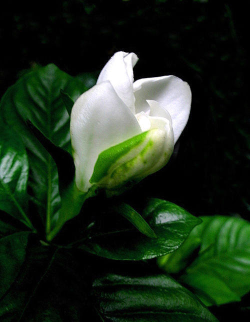 夏日 花卉 梔子