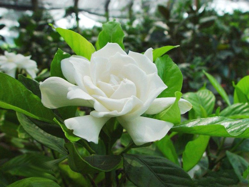 夏日 花卉 梔子