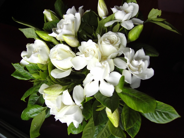 夏日 花卉 梔子