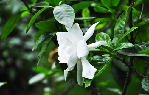 夏日 花卉 梔子