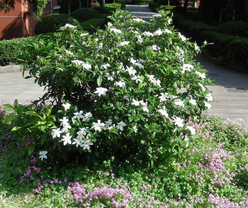 夏日 花卉 梔子