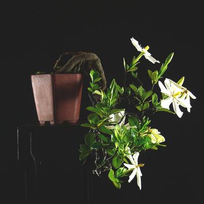 夏日 花卉 梔子