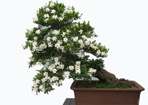 夏日 花卉 梔子