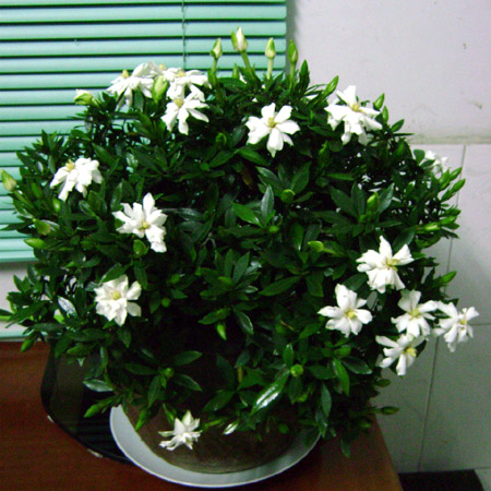 夏日 花卉 梔子