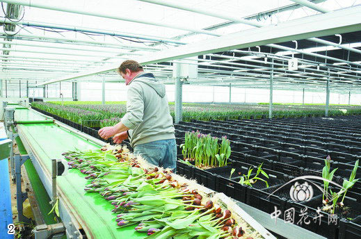 荷蘭 郁金香 切花