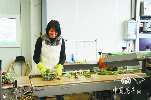 荷蘭 郁金香 切花