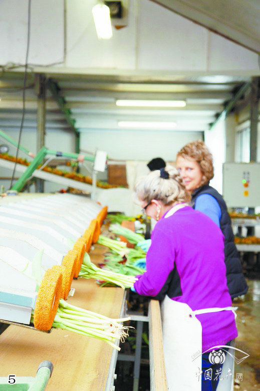 荷蘭 郁金香 切花