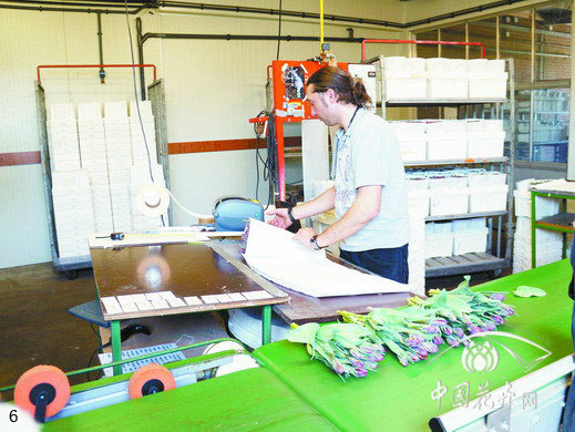 荷蘭 郁金香 切花