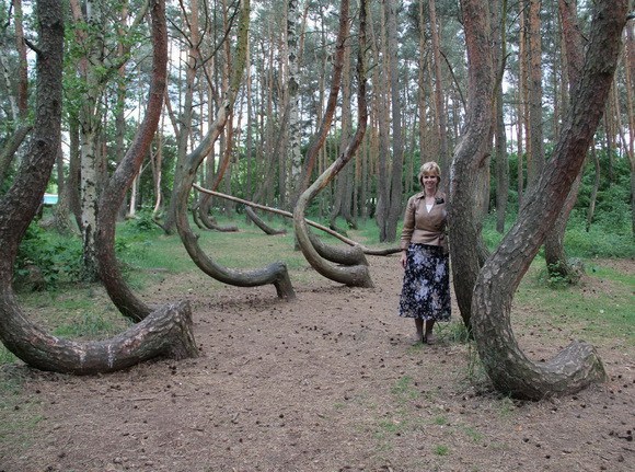 波蘭的彎曲森林