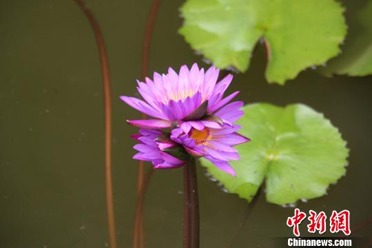 廣東 睡蓮 植物