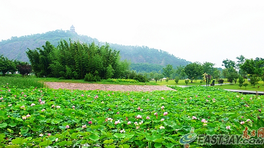 上海 植物園 蓮花