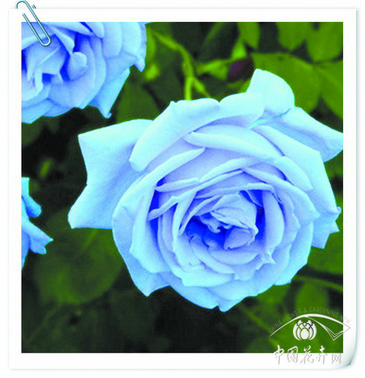 藍色月季