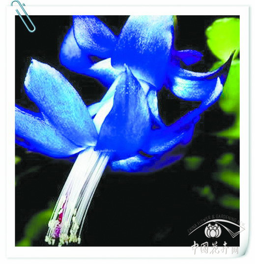 藍色蟹爪蓮