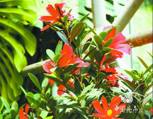 杜鵑 花卉 昆明