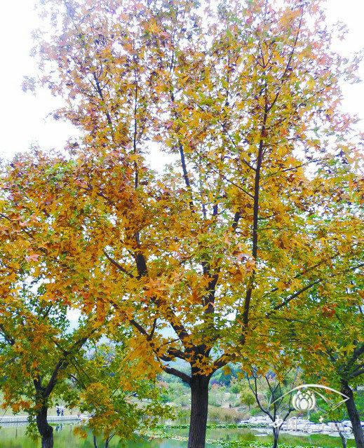 元寶楓 栽培 養護