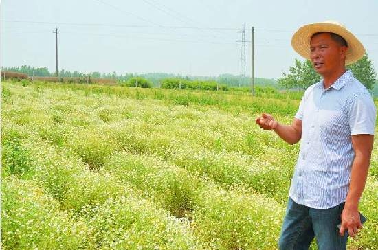 植物資源 青島 德國甘菊