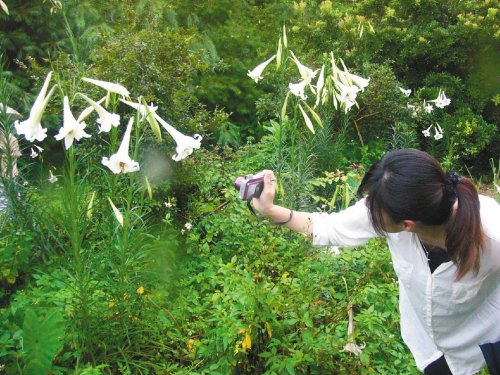 百合 臺灣 花卉