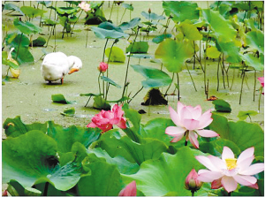 西安 荷花 植物