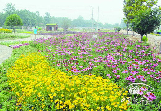 金雞菊 花卉 景觀