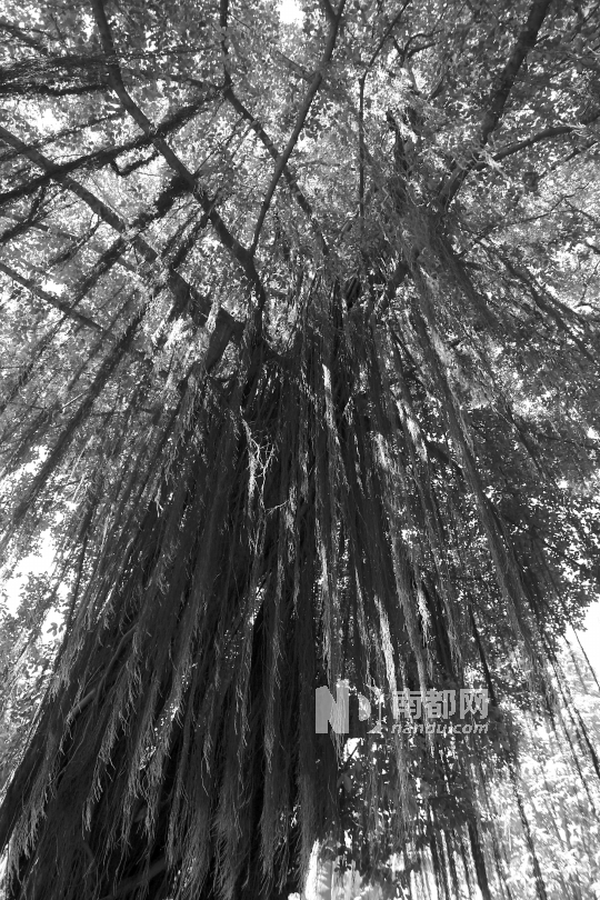 古樹 沉香 植物保護(hù)