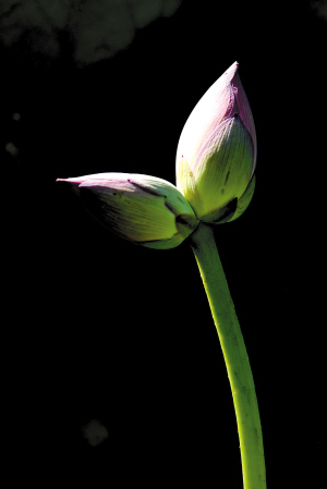 佛山 并蒂蓮 公園