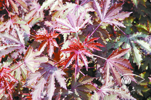 河南 芙蓉葵 花卉