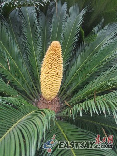 鐵樹雄花長橢圓形，高約40cm，上面密布土黃色的絨毛。
