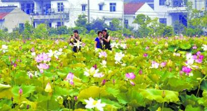 上海 荷花 基地
