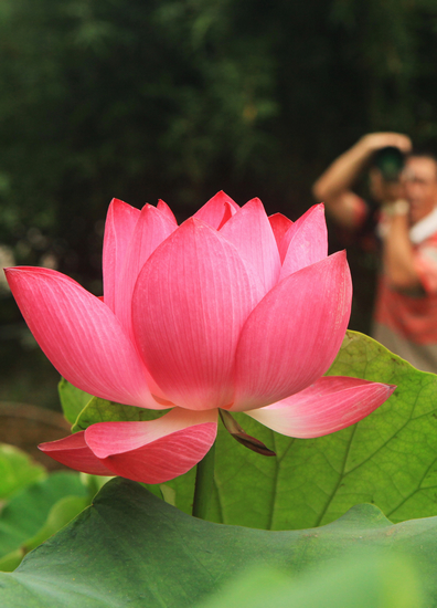 古猗園 荷花 展覽