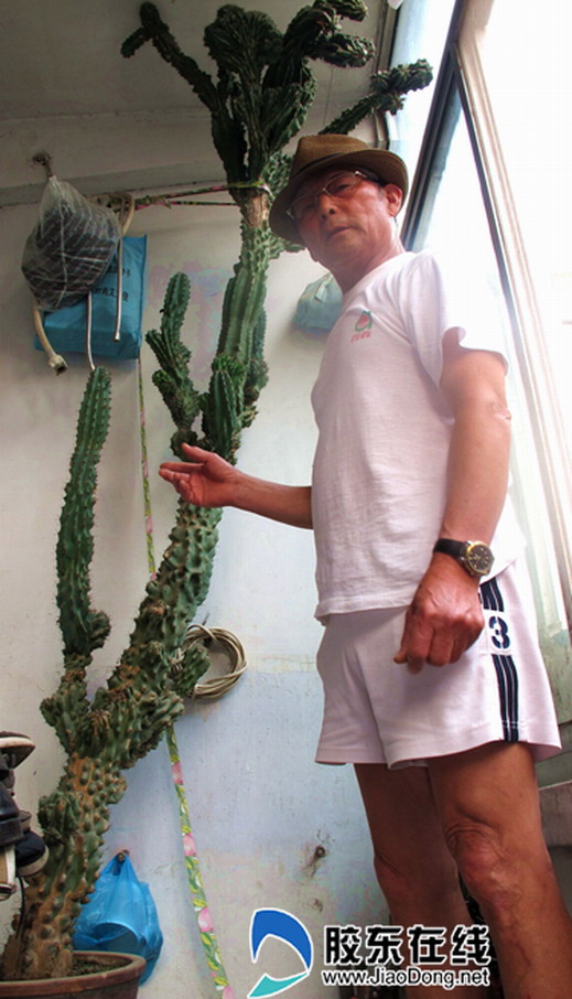 萊州 仙人掌 植物